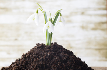 Snowdrop.