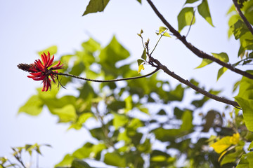 flower in the tree