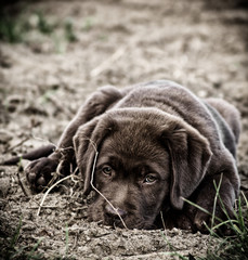 chocolate labrador puppy