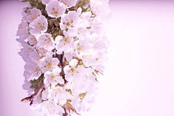 Fototapeta premium Der Frühling ist da