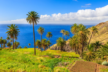Palm trees in tropical landscape of La Gomera island, Spain