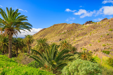 Fototapeta na wymiar Palm trees in tropical landscape of La Gomera island, Spain
