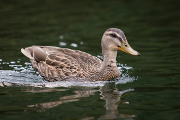 Duck on Water