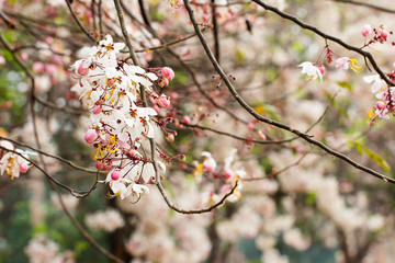 Wishing tree, pink shower, cassia bakeriana craib Flowers in sum