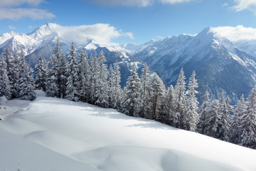 Winterwald mit den Alpen im Hintergrund