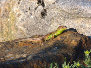 lizard
