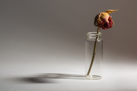 Trockene Rose