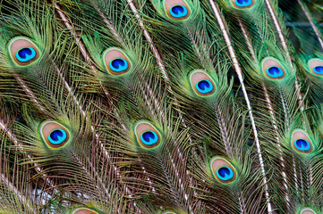 Obraz premium peacock feather