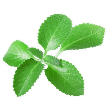 mint leaves