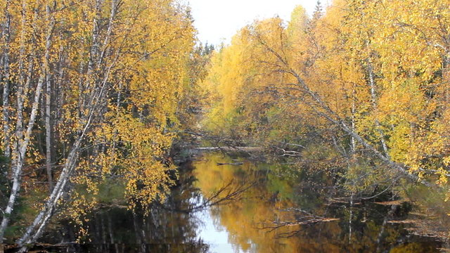 vortex of yellow leaves on the salmon river