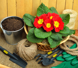 Gardening tools and beautiful red primula in flowerpot