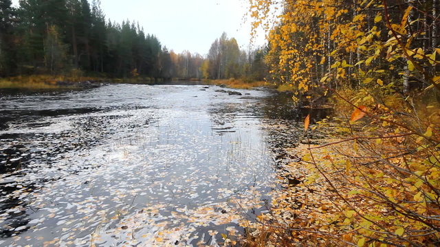 vortex of yellow leaves on the salmon river