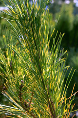 Pinus densiflora Oculus Draconis - obrazy, fototapety, plakaty