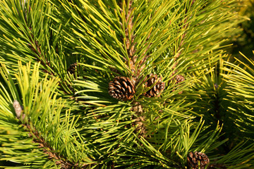 Pinus mugo Winter Gold with the cone