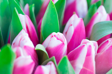 Obraz premium Pink and white tulips