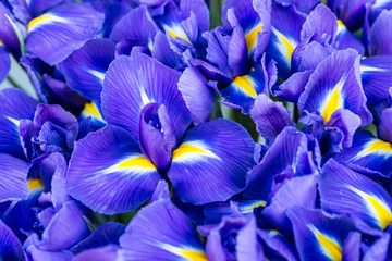 Türaufkleber Blaue Blumen-Iris © Pavlo Vakhrushev