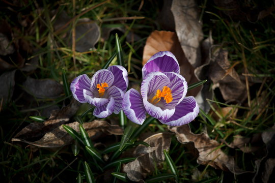 Purple White Striped Crocus Flower in a Natural Setting