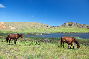 Fototapeta premium Wildpferde im Rano Raraku Krater (Osterinsel, Rapa Nui)