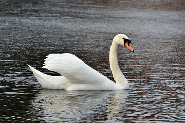 Obraz premium White Swan