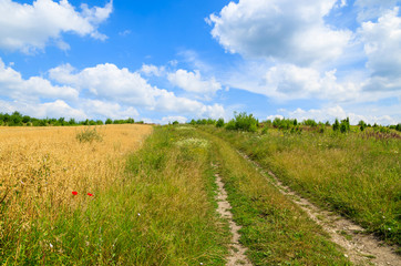 Rural road in green field on sunny summer day, Poland