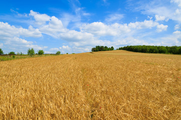 Golden wheat field in summer landscape of Poland