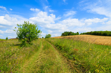 Fototapeta na wymiar Rural road in green field on sunny summer day, Poland