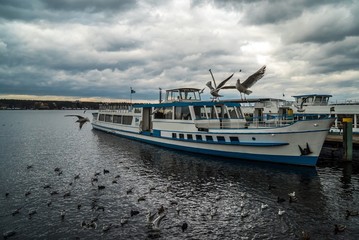 Fototapeta premium Seemöwe fängt Brotstück im Flug