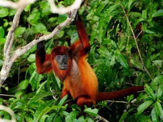 Singe hurleur roux - Alouatta seniculus