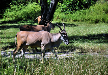 African Eland antelope