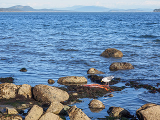 Seagull and dead octopus