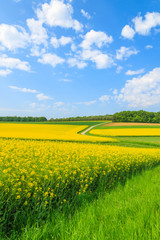 Obraz premium Yellow rapeseed flower field and blue sky, Burgenland, Austria