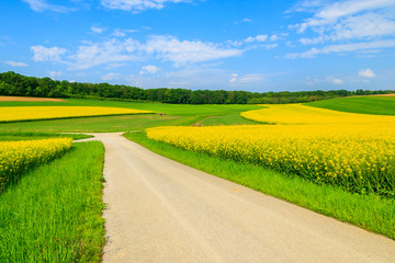 Fototapeta na wymiar Countryside road along yellow rapeseed flower field, Austria