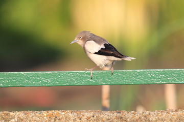 White-shouldered Starling (Sturnus sinensis) in Japan