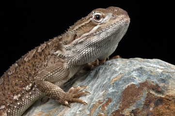 Rankin's Dragon (Pogona Henrylawsoni)