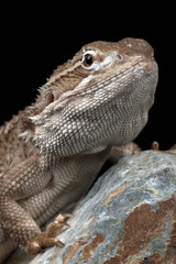 Naklejka premium Rankin's Dragon (Pogona Henrylawsoni)