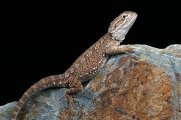 Rankin's Dragon (Pogona Henrylawsoni)