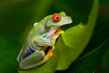 Obraz premium Red-Eyed Amazon Tree Frog (Agalychnis Callidryas)
