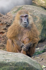Guinea Baboon (papio papio)
