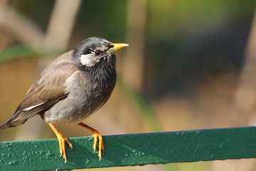 White-cheeked Starling (Sturnus cineraceus) in Japan