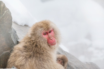 何かを思うニホンザルJapanese monkey which protects young monkeys carefully