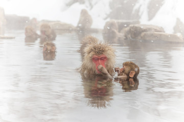 温泉でいたずら  ニホンザル　Japanese  young monkeys in a hot spring