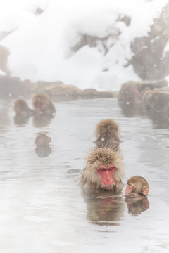 温泉で話し合い　親子のニホンザル　 Japanese monkey  has  talk in a hot spring