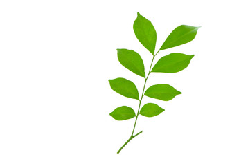 (Murraya paniculata (L.) Jack), leaf form and texture