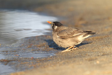 White-cheeked Starling (Sturnus cineraceus) in Japan