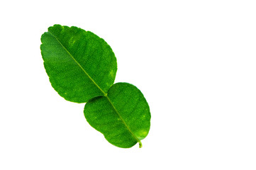 Fototapeta premium (Citrus hystrix DC.), leaf form and texture