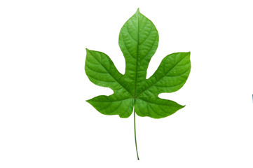 (Pterocymbium tinctorium Merr.),leaf form and texture