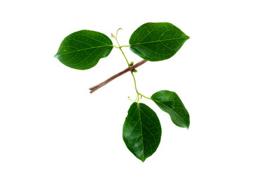 Fototapeta premium (Dolichandra unguis-cati (L.) L.G.Lohmann), leaf form and textur