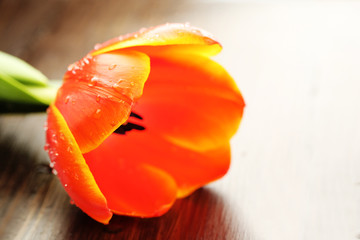 Naklejka premium Tulip flower on wooden background