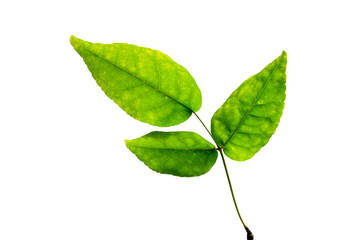 (Aegle marmelos (L.) Corrêa), leaf form and texture