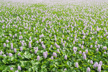 Flower of Water Hyacinth field in Thailand